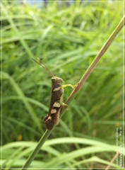Catantopinae