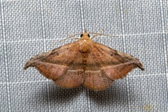 Corgatha ancistrodes