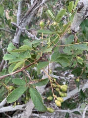 Vitex harveyana