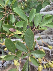 Vitex harveyana