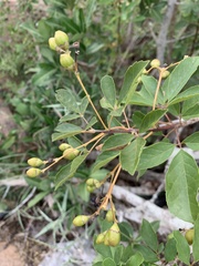 Vitex harveyana