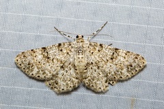 Thallogama corticola