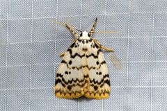 Hectobrocha pentacyma