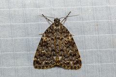 Parelictis saleuta