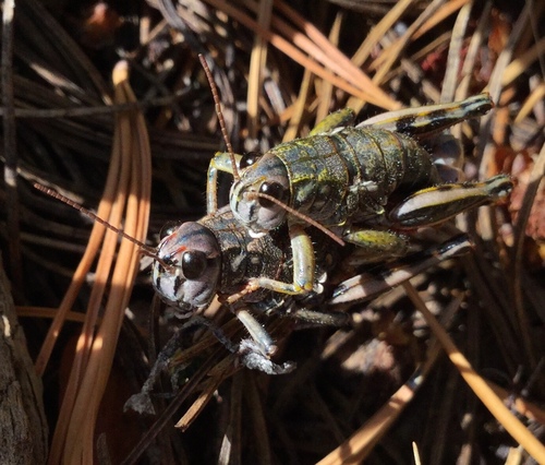 iNaturalist observation photo of Slow Mountain Grasshopper
