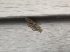 Hypomecis umbrosaria