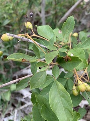 Vitex harveyana