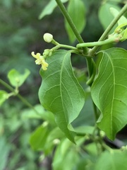 Secamone parvifolia