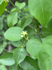 Secamone parvifolia