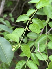 Secamone parvifolia