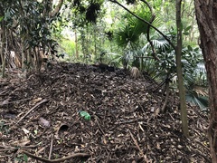 Alectura lathami lathami