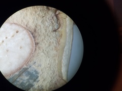 Boletus subcaerulescens