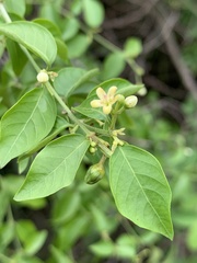 Secamone parvifolia
