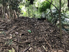 Alectura lathami lathami