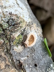 Schizophyllum amplum