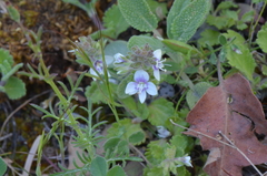 Veronica cuneifolia