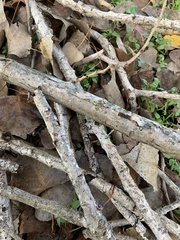 Schizophyllum amplum