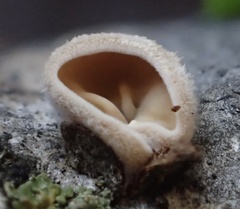 Schizophyllum amplum