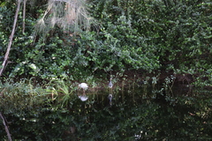 Egretta tricolor image