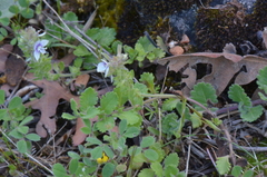 Veronica cuneifolia
