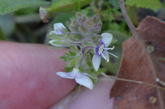 Veronica cuneifolia