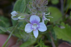Veronica cuneifolia