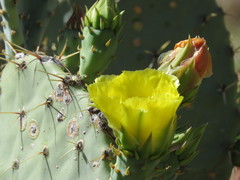 Opuntia chlorotica