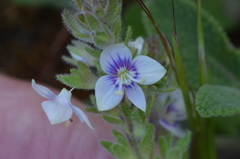 Veronica cuneifolia