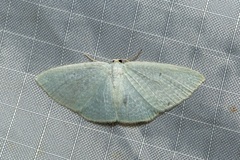 Poecilasthena fragilis
