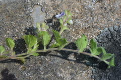 Veronica cuneifolia