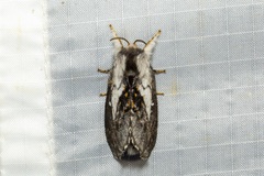 Porela vetusta