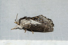 Porela vetusta