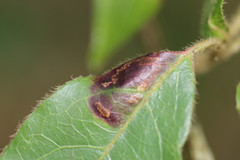 Phyllonorycter lantanella