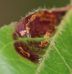 Phyllonorycter lantanella