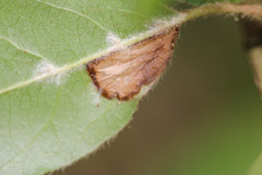 Phyllonorycter lantanella