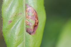 Phyllonorycter lantanella