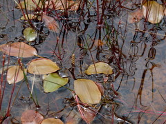 Potamogeton suboblongus