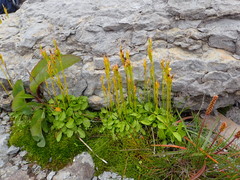 Primula egaliksensis