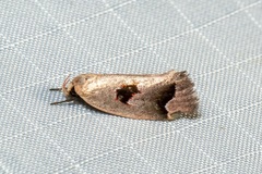 Acanthodela erythrosema