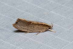 Archaereta dorsivittella