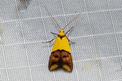 Hemibela oxyptera