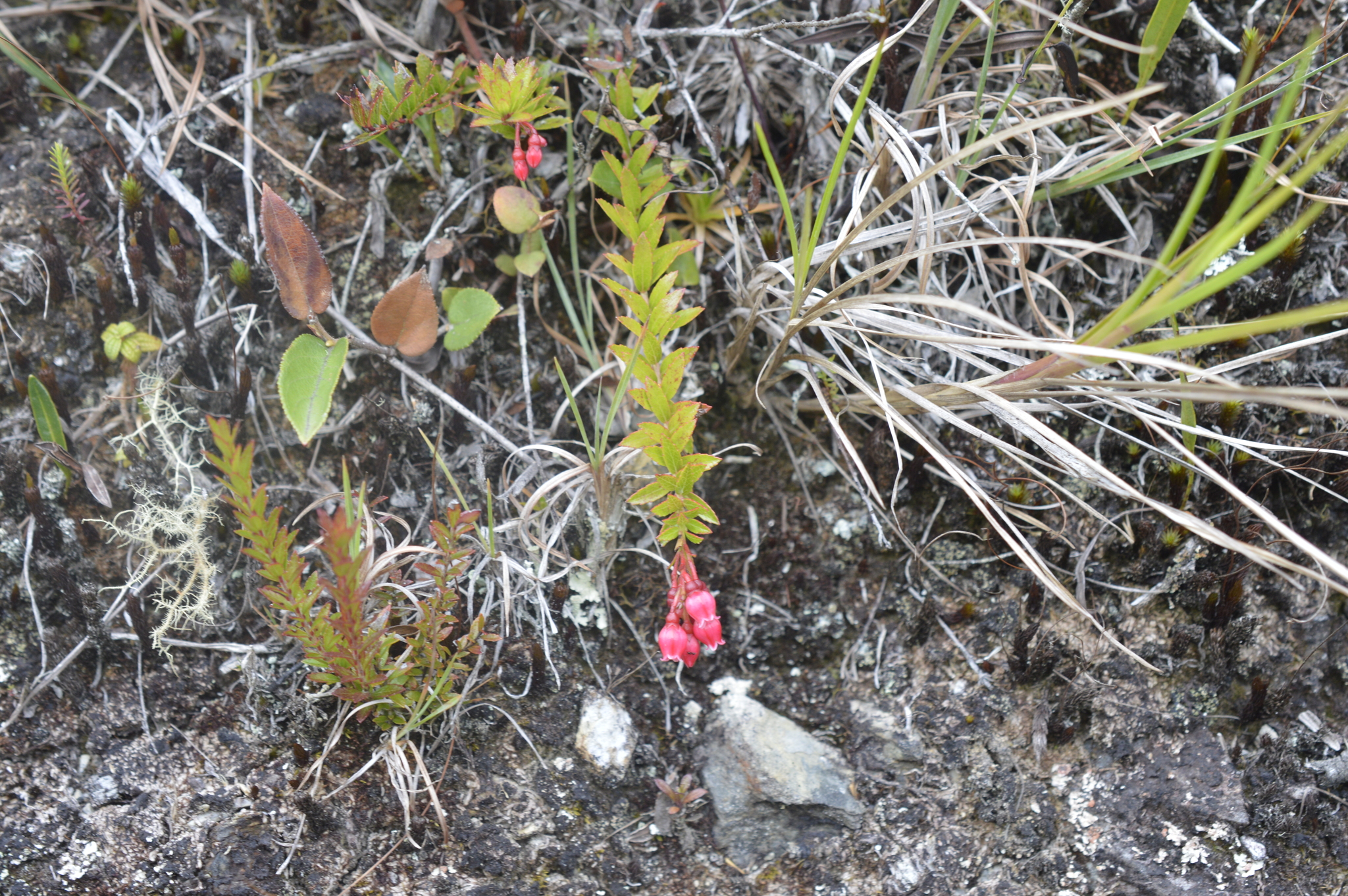 Vaccinium crenatum image