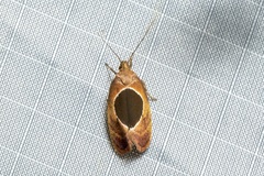 Hoplomorpha abalienella