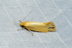 Telocharacta hemicroca