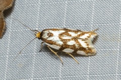 Myrascia bracteatella