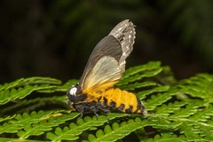 Psalidostetha banksiae