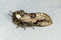 Psalidostetha banksiae