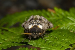 Psalidostetha banksiae