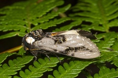 Psalidostetha banksiae