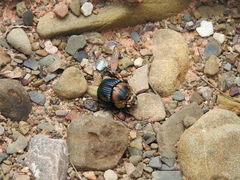 Sulcophanaeus imperator